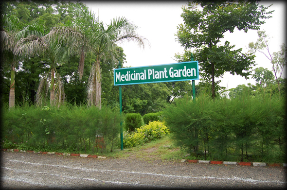 medicinal plants garden